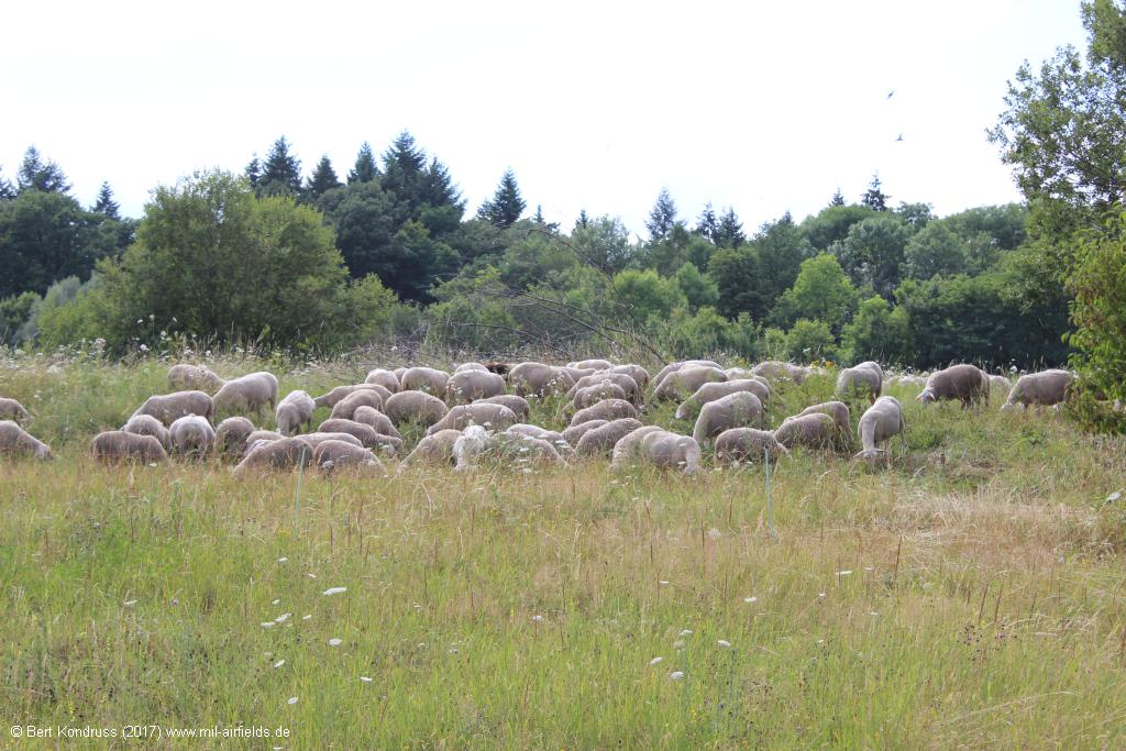 Schafe auf der Heilbronner Waldheide